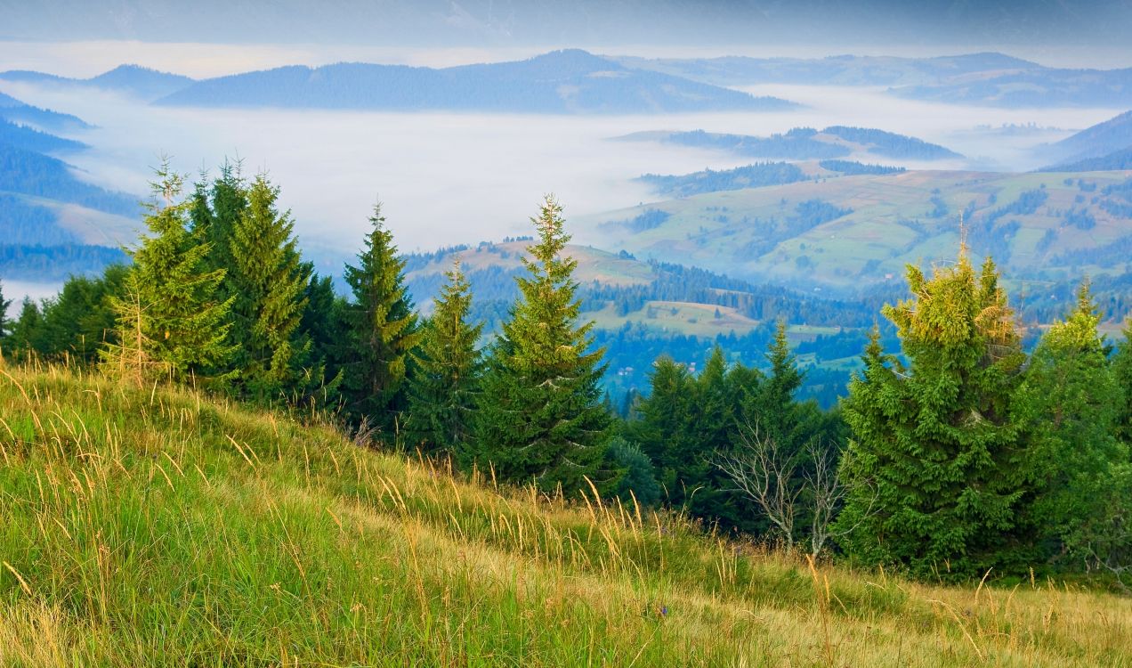 green grass field near green trees and mountains during daytime