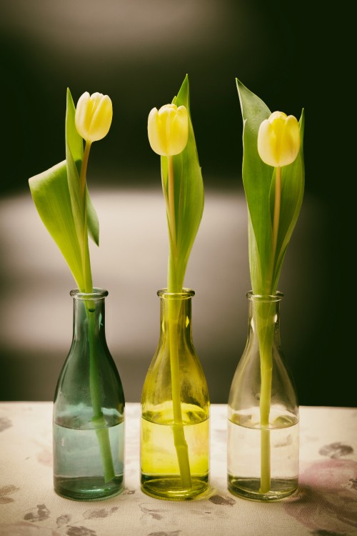 Image yellow tulips in clear glass vase