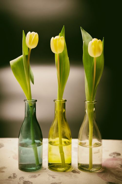 yellow tulips in clear glass vase