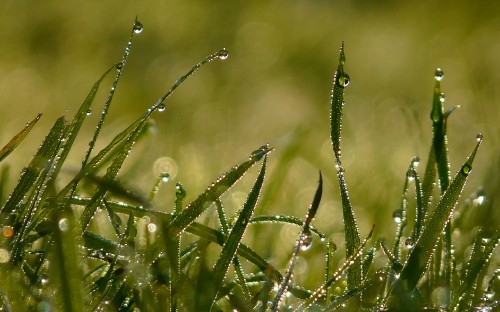 Image water droplets on green grass during daytime