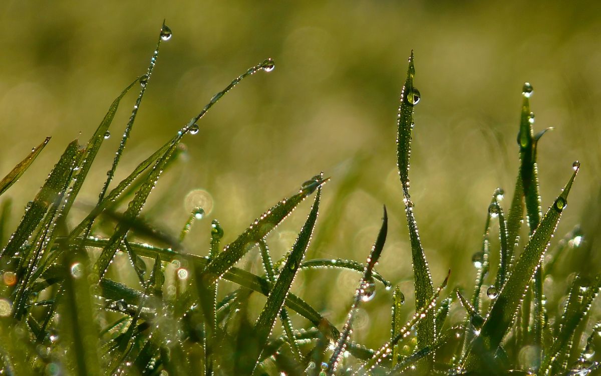 water droplets on green grass during daytime