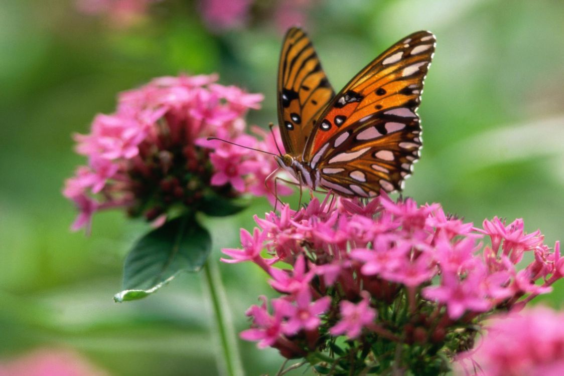 Monarchfalter Thront Auf Rosa Blume in Nahaufnahme Während Des Tages. Wallpaper in 1999x1333 Resolution