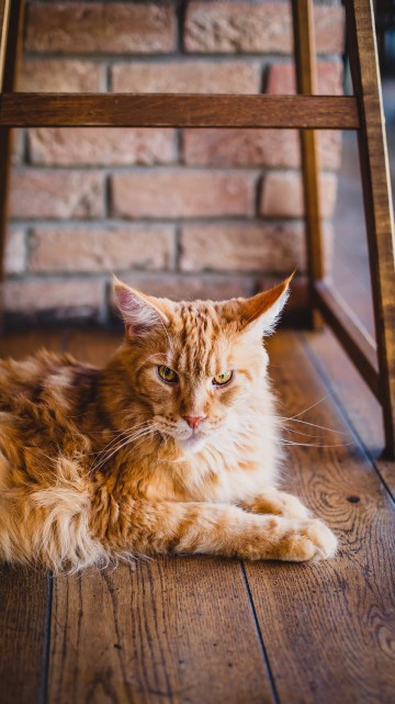 Image orange tabby cat lying on floor