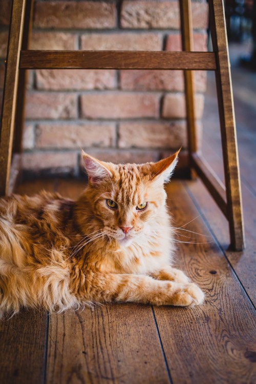 Image orange tabby cat lying on floor