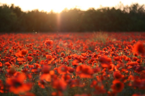 Image red flower field during daytime