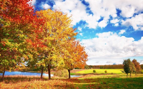 Image brown and green trees on green grass field under blue and white cloudy sky during daytime