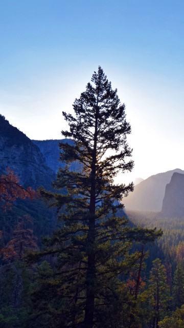 Image green pine trees near mountain during daytime