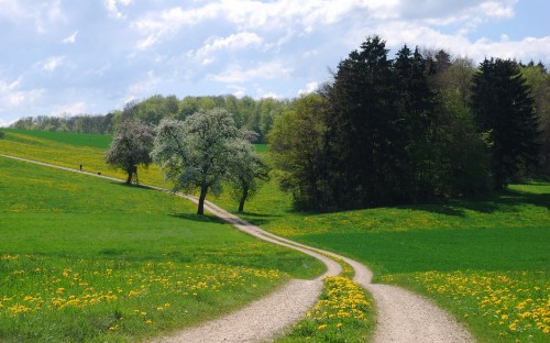 Image green grass field and trees under blue sky during daytime