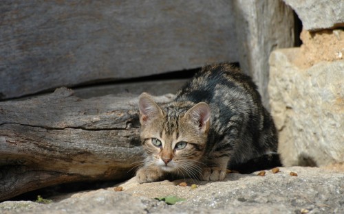 Image brown tabby cat on brown rock