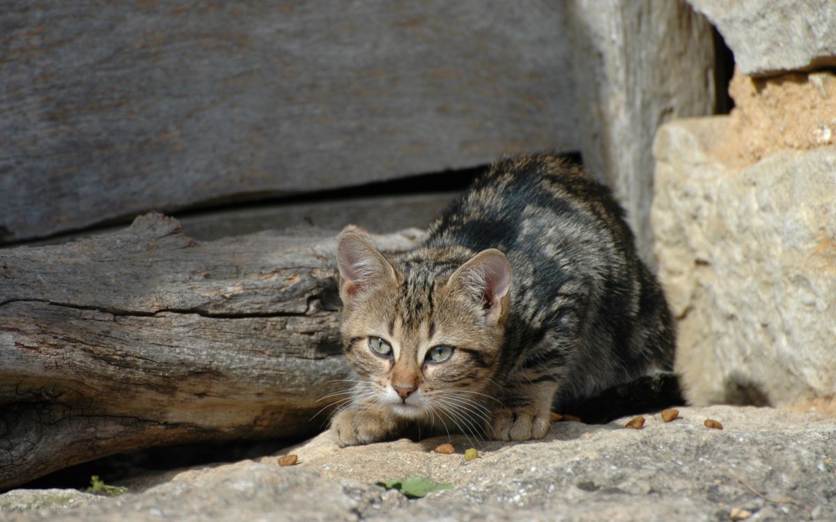 brown tabby cat on brown rock