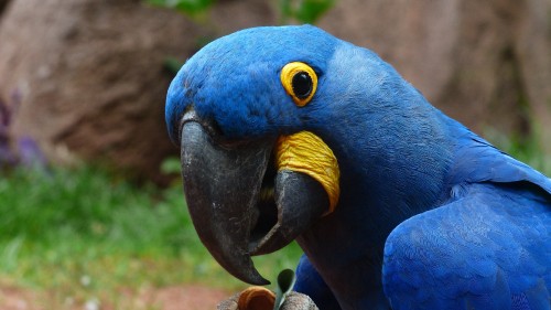 Image blue and yellow macaw on brown wooden branch