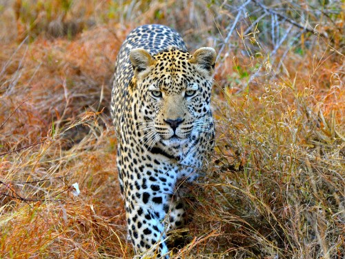 Image leopard on brown grass field during daytime