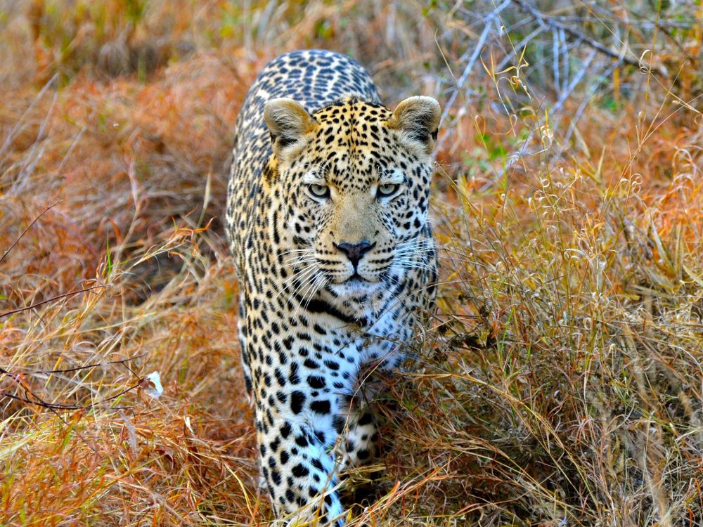 leopard on brown grass field during daytime