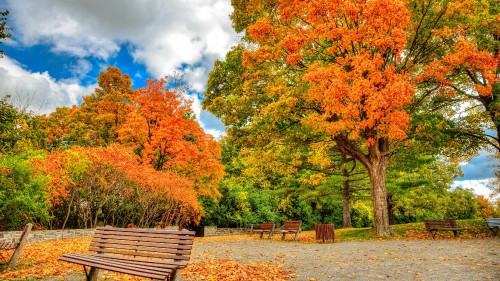 Image brown wooden bench near brown and green trees under blue sky and white clouds during daytime