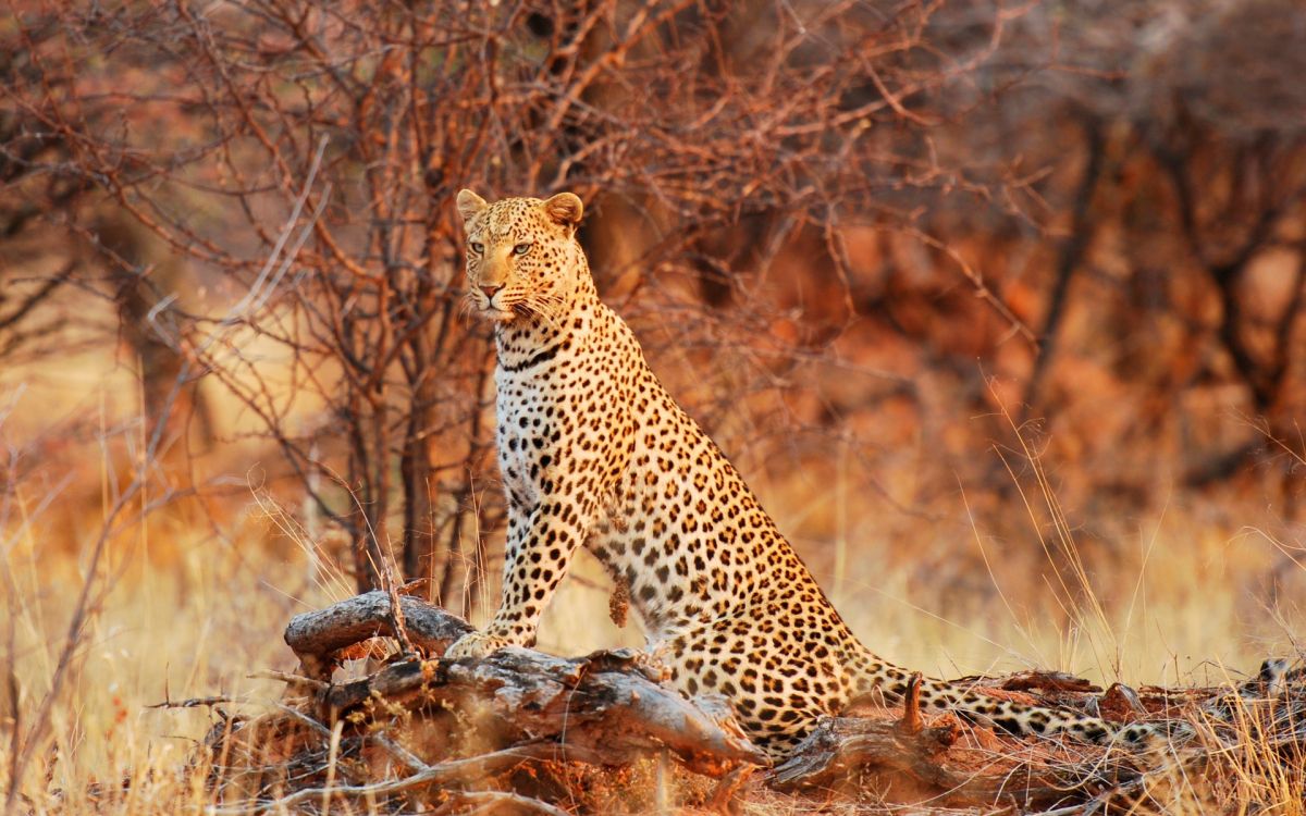 猎豹, 猫科, 捷豹, 陆地动物, 野生动物 壁纸 1920x1200 允许