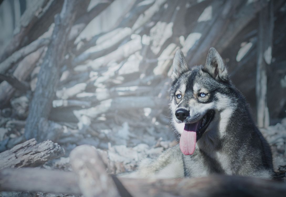 Weißer Und Schwarzer Siberian Husky Auf Schneebedecktem Boden. Wallpaper in 3998x2753 Resolution