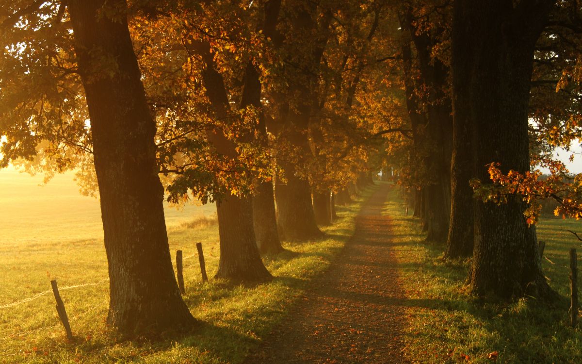 Road, Herbst, Baum, Natur, Blatt. Wallpaper in 2560x1600 Resolution