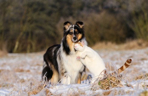 Image white and black long coated dog lying on grass field during daytime