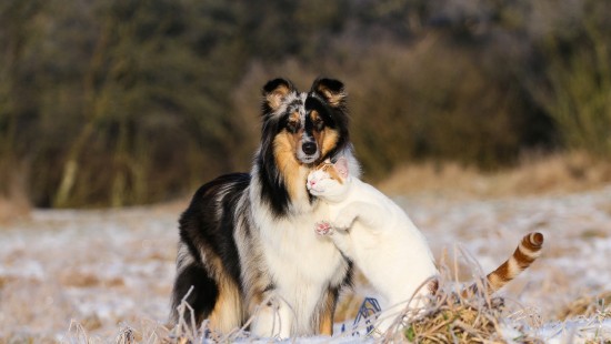 Image white and black long coated dog lying on grass field during daytime