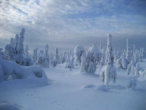 Image snow covered trees under cloudy sky during daytime