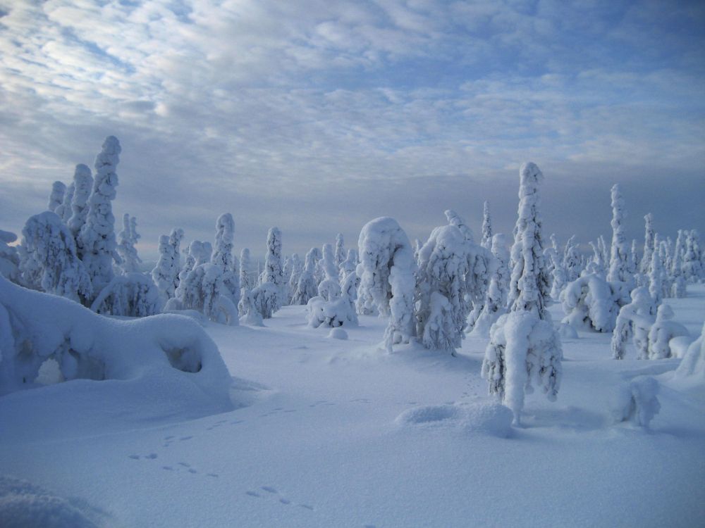 snow covered trees under cloudy sky during daytime