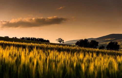 Image green grass field under cloudy sky during daytime