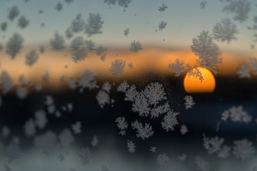 Image silhouette of tree during sunset