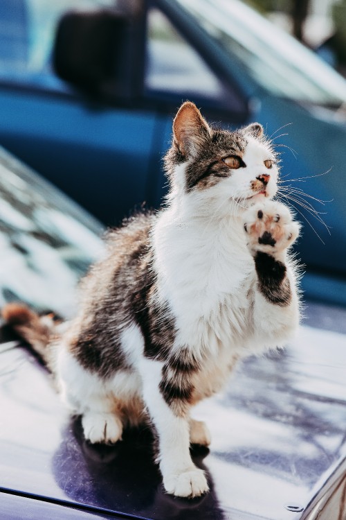 欧洲短毛猫壁纸 欧洲短毛猫高清图片 免费下载图片 欧洲短毛猫壁纸 欧洲短毛猫高清图片 免费下载图片