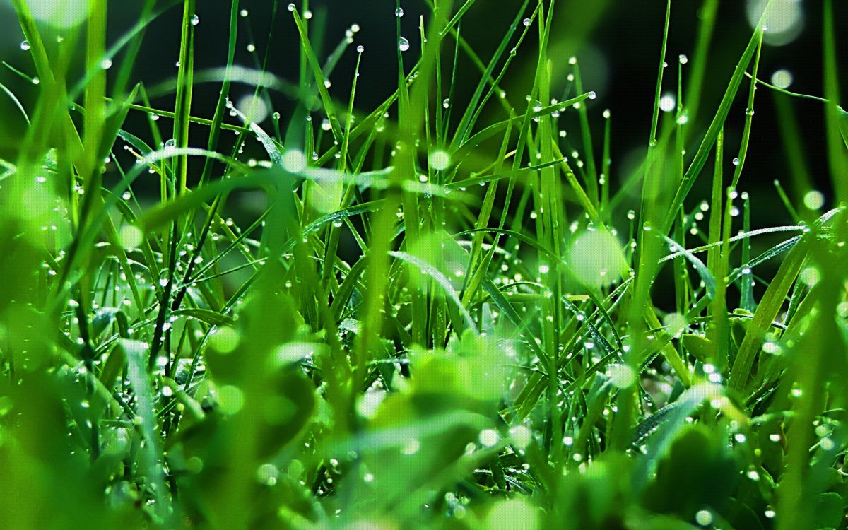 Wassertropfen Auf Grünem Gras. Wallpaper in 1920x1200 Resolution