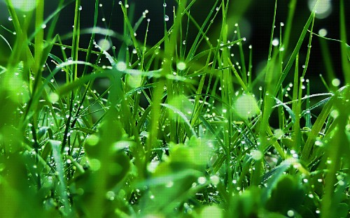 Image water droplets on green grass