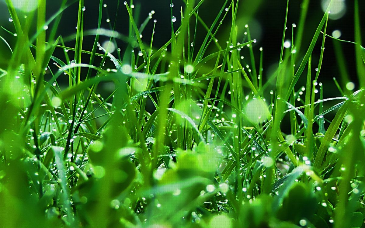 8288000 Grass Stock Photos Pictures  RoyaltyFree Images  iStock   Grass field Grass texture Grass background