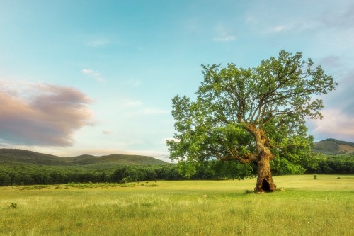 Image green tree on green grass field during daytime