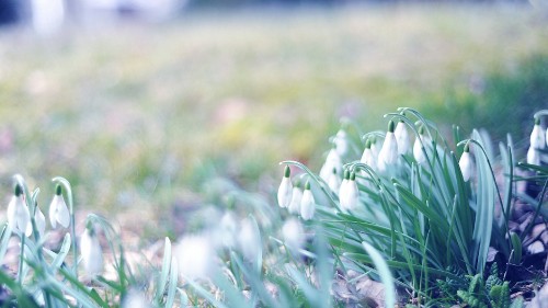 Image white flowers on green grass field during daytime