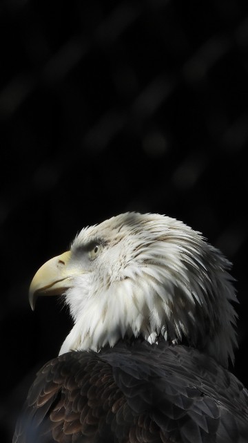 Image black and white eagle in close up photography