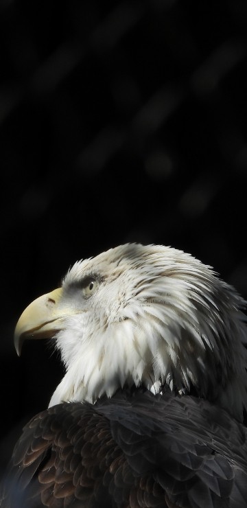 Image black and white eagle in close up photography