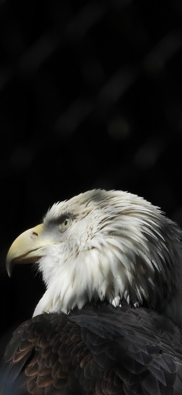 Image black and white eagle in close up photography