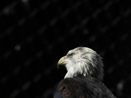 Image black and white eagle in close up photography