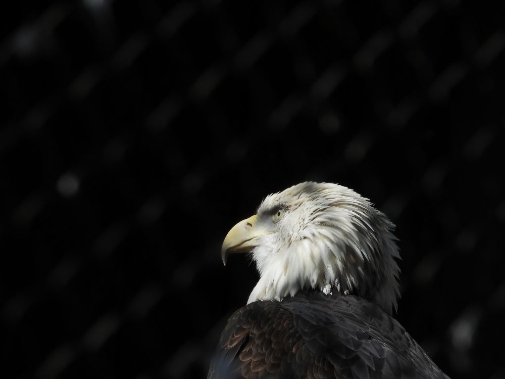 black and white eagle in close up photography