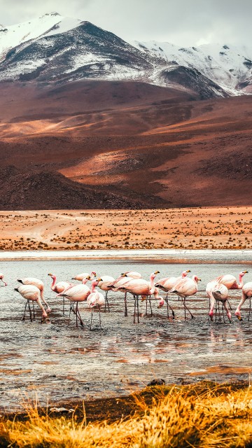 Image flamingo, Laguna Colorada, American flamingo, mountain, ecoregion