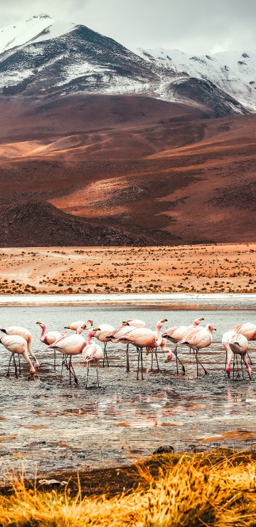 Image flamingo, Laguna Colorada, American flamingo, mountain, ecoregion