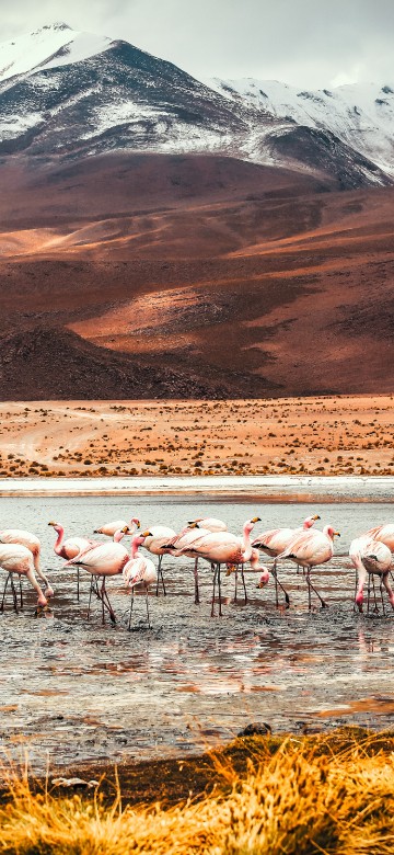 Image flamingo, Laguna Colorada, American flamingo, mountain, ecoregion