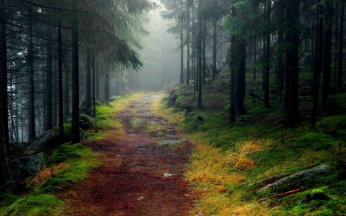 Image brown dirt road in between green trees