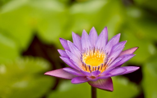 Image purple flower in tilt shift lens