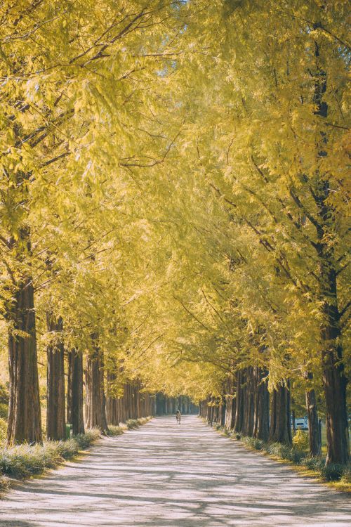 tree, nature, natural landscape, woody plant, yellow