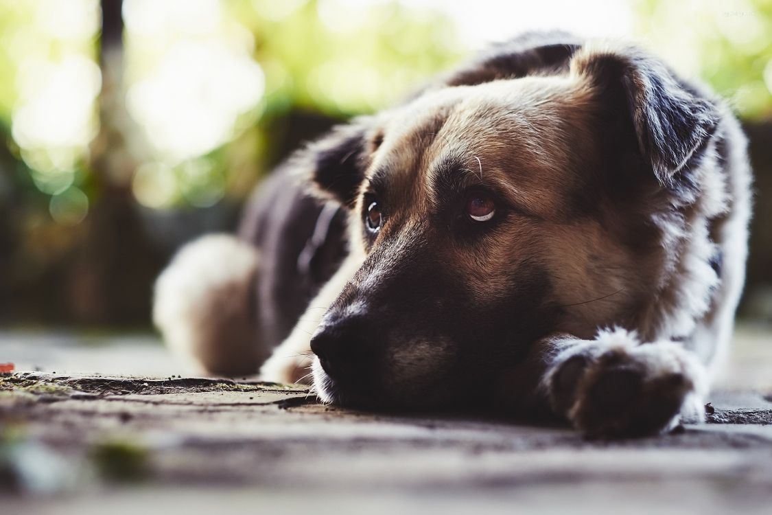 Race de Chien, Chiot, Chien de Rue, Chien, Les Chiens de Race Pure. Wallpaper in 2048x1365 Resolution