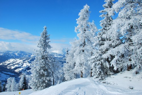 Image snow covered trees and mountains during daytime