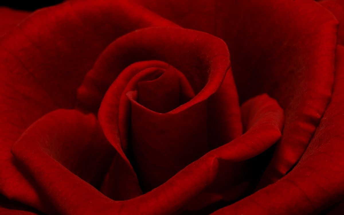 Rote Rose in Nahaufnahmen. Wallpaper in 1920x1200 Resolution