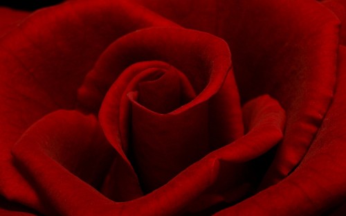 Image red rose in close up photography