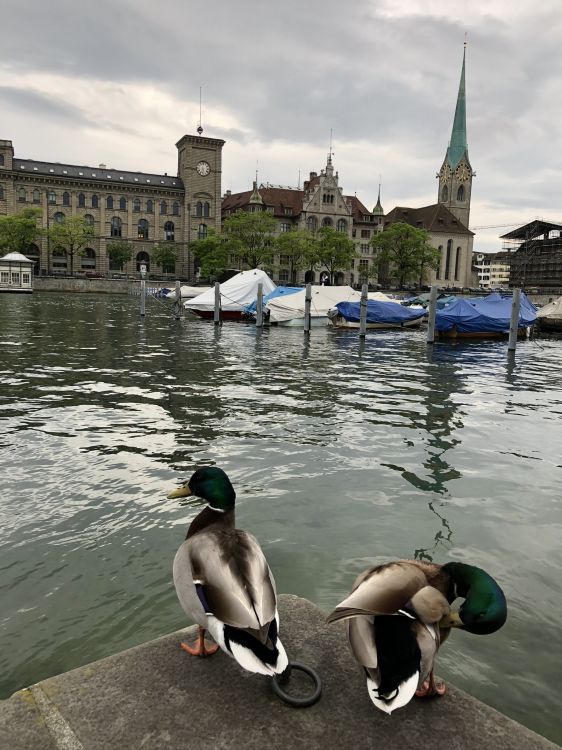 Fraumnster, Stockente, Gans, Tourismus, Birds. Wallpaper in 1536x2048 Resolution