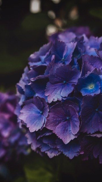 Image purple flower in tilt shift lens